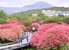 新緑とのコントラストが美しいヤマツツジ＝20日午前10時20分、那須町湯本
