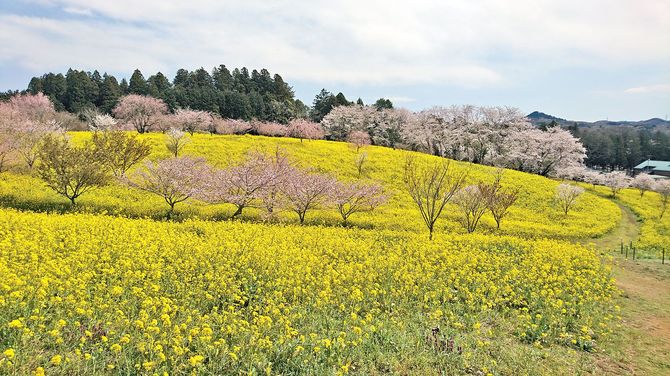 南北約１㌔に35基の古墳が点在する「小宅古墳群」の菜の花と桜。感動の風景に出合えます