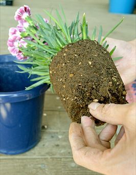 植え替え方法5左
