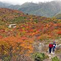 霧中に現れた絶景、赤や黄色で鮮やかに　那須岳・姥ケ平で紅葉見頃