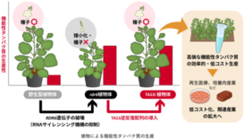 機能性タンパク質を大量に生産できる植物を開発