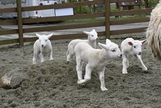 那須どうぶつ王国でヒツジの赤ちゃん公開　元気よく飛んで跳ねて成長中、来…