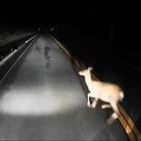 闇夜に響いた轟音と悲鳴　シカとトラックが衝突の決定的瞬間映像　栃木の運…