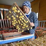 鮮やかな黄色の装い　繭出荷時季迎える　真岡