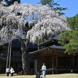 庭園彩るシダレザクラ　日光田母沢御用邸で見頃【動画】