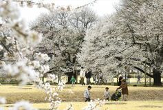 下野の天平の丘公園で淡墨桜が見頃