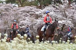 騎手候補生らが観桜乗馬