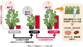 機能性タンパク質を大量に生産できる植物を開発