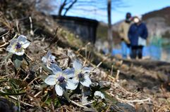 セツブンソウ 春の訪れ告げる　栃木