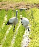 コウノトリ２羽　栃木・市貝町に飛来　兵庫生まれの識別番号