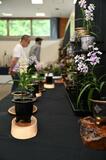 ウチョウラン １２０鉢を展示