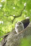 フクロウ間もなく巣立ち　野木