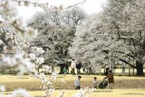 下野の天平の丘公園で淡墨桜が見頃