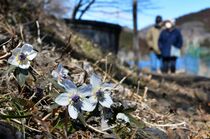 セツブンソウ 春の訪れ告げる　栃木