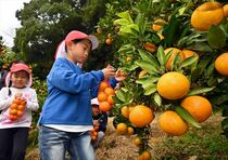 那須烏山でミカンが収穫期