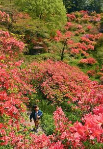 城山公園の山肌を赤々と染めるヤマツツジ