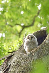 フクロウ間もなく巣立ち　野木