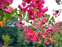 わんぱく公園のサルスベリ　壬生