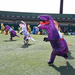 恐竜たちが「大暴れ」 大玉転がし、綱引き、30メートル走 宇都宮でティラノサウルスレース