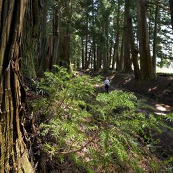親子２代が20年以上かけ植栽した日光杉並木　家康への報恩、長寿の杉に託す