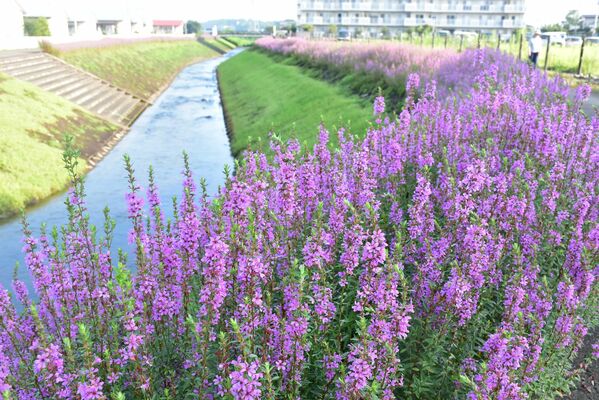 朝の光の中、巻川の両岸を彩るミソハギの花