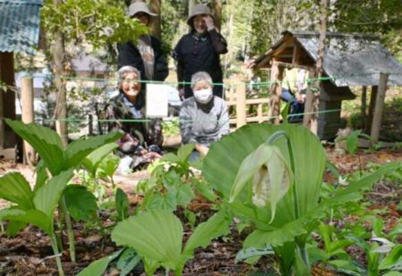 　福島県いわき市の群生地で開花し始めた「クマガイソウ」＝２６日