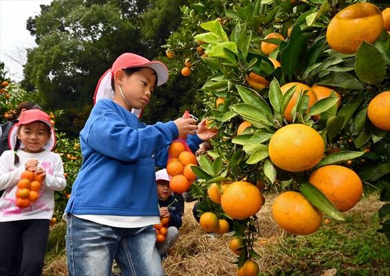 ミカン狩りを楽しむ園児たち＝２日午前11時、那須烏山市小木須