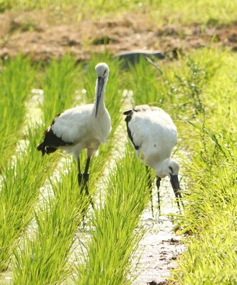 餌を探す２羽のコウノトリ＝19日午後３時半、市貝町文谷（綱川弘之さん撮影）
