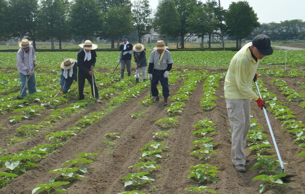 厳しい暑さの中、草取りをする野木ひまわり協議会のメンバー