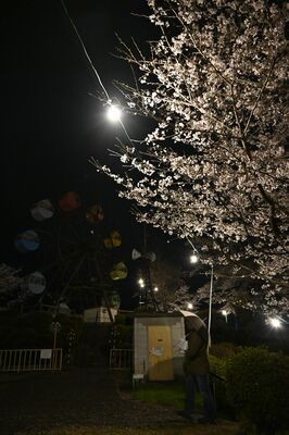 ライトアップされた桜