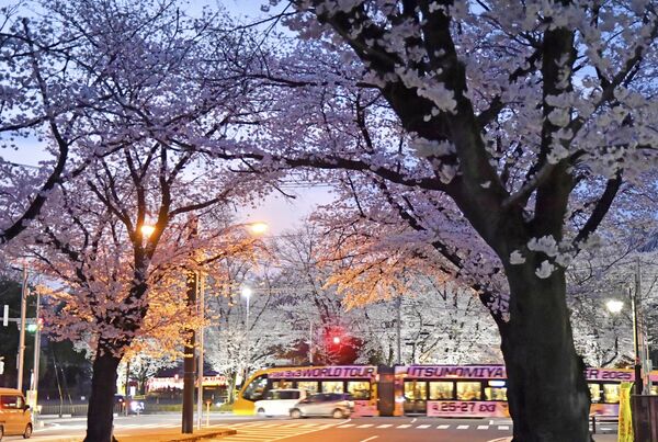 ライトアップされた桜と行き交うＬＲＴ