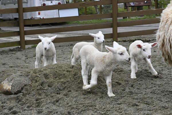 生まれたばかりの４匹のヒツジ
