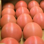 オリジナル「赤い恋人」高品質　冬春トマトの出荷始まる　栃木