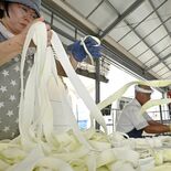 かんぴょうむきの作業が本格化　かんぴょう作り“始まりの地” 壬生　栃木…