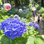 鹿沼・磯山神社でアジサイ見頃　境内で咲き競う2500株　今月いっぱいあ…