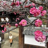 足利学校の寒紅梅が開花　ゆっくり近づく春　観光客「うれしい気分」
