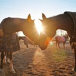 黄金の光、希望の新年へ　2026年「午年」物事“うま”くいく年に　小山…