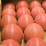 オリジナル「赤い恋人」高品質　冬春トマトの出荷始まる　栃木