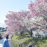 行き交う人々癒やすオモイガワザクラ　日光で見頃