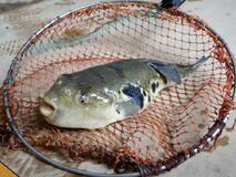 酒かすでうま味増す「ほろ酔い」フグ