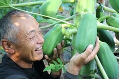 秦野の青パパイアたわわに