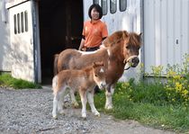 「ファラベラ」の赤ちゃん