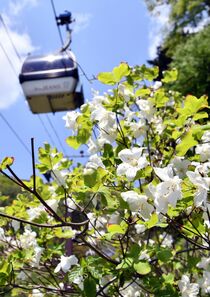 ゴヨウツツジが見頃　那須