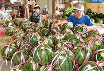 大田原でスイカの収穫期