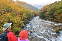 竜頭の滝周辺で紅葉見頃