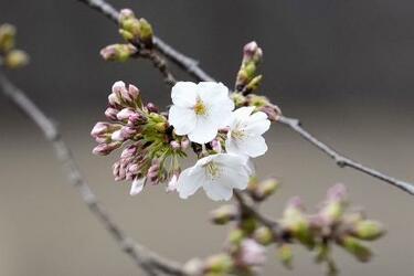 桜開花予想、北日本は早め