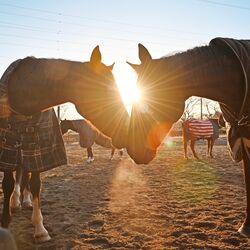 黄金の光、希望の新年へ 2026年「午年」物事“うま”くいく年に 小山のサラブレット伸び伸びと