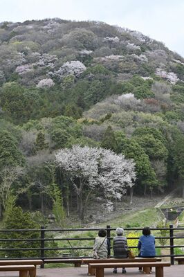 見頃を迎えている数千本のヤマザクラ