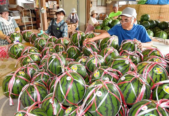 出荷の準備を終え、積み上げた「与一西瓜」を点検する生産者ら＝13日午前11時30分、大田原市藤沢