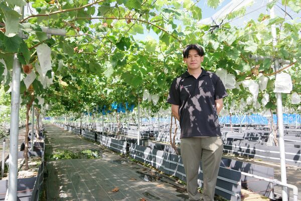 ジャパンフルーツが遊休農地を活用して栽培するシャインマスカット＝宇都宮市